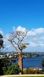 Tree by plants against blue sky