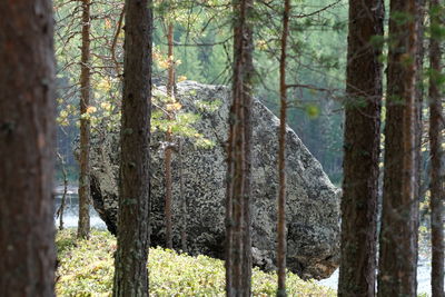 Pine trees in forest