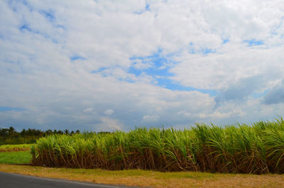 Scenic view of agricultural field against sky