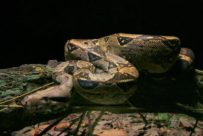 Close-up of lizard on black background