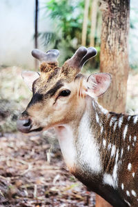 Close-up of deer