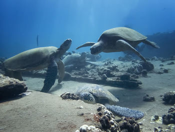 Fish swimming in sea