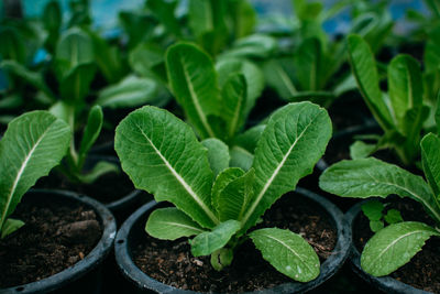 Close-up of potted plant leaves on field