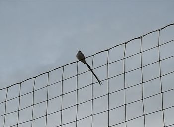 Low angle view of bird perching on building against sky