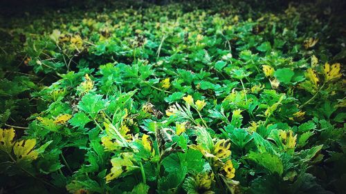 Plants growing on field