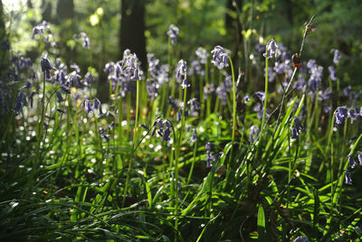 Close-up of flowering plants on field