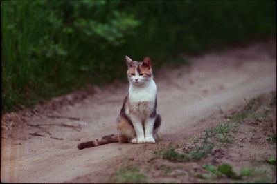 Portrait of cat sitting outdoors