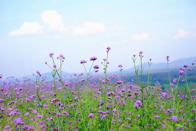 Close-up of pink flowering plants on land