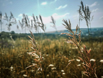 Close-up of stalks in field against sky