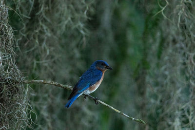 Male eastern bluebird sialia sialis perched on spanish moss in naples, florida in a swamp.