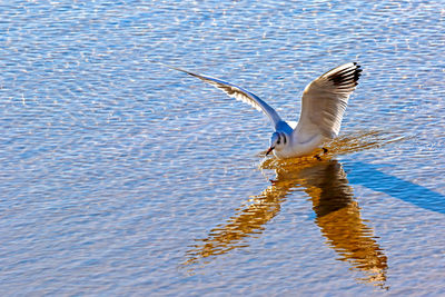 Seagull swimming on lake