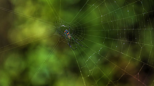 Close-up of spider on web