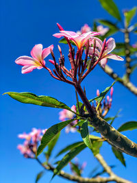 Close-up of pink flowering plant against blue sky