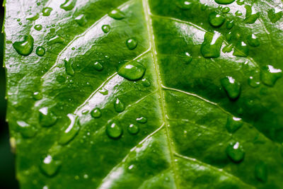 Close-up of wet leaf