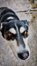 Close-up portrait of dog