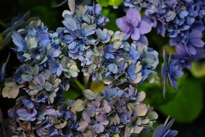 Close-up of purple hydrangea blooming outdoors