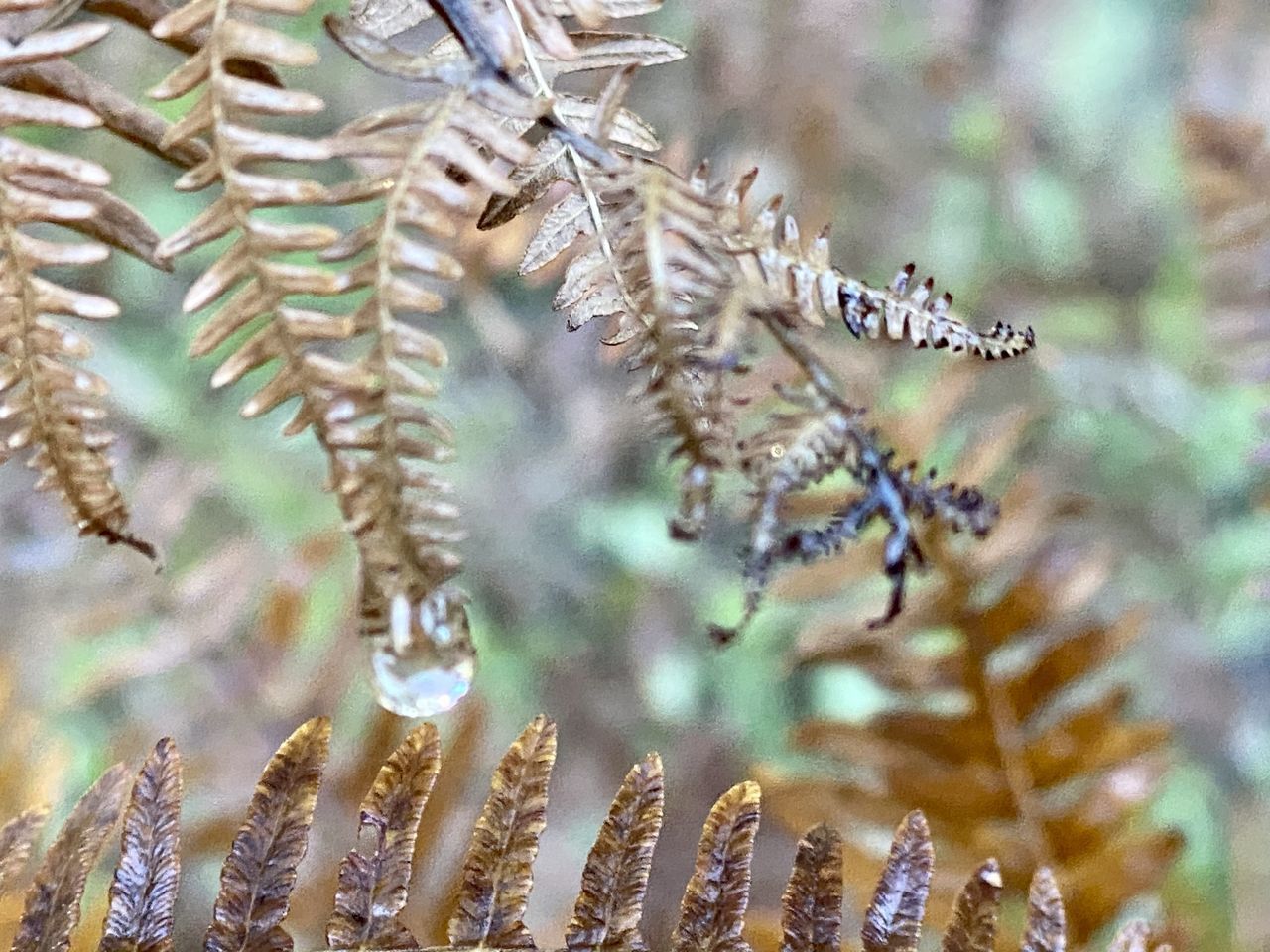 CLOSE-UP OF FLOWERING PLANTS ON SNOW