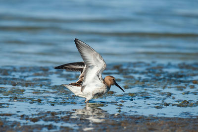 Bird flying over lake