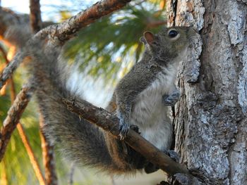 Close-up of squirrel on tree