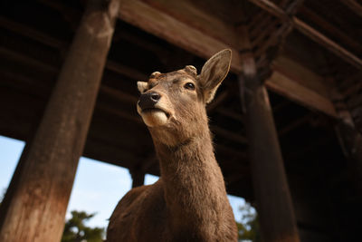 Low angle view of giraffe