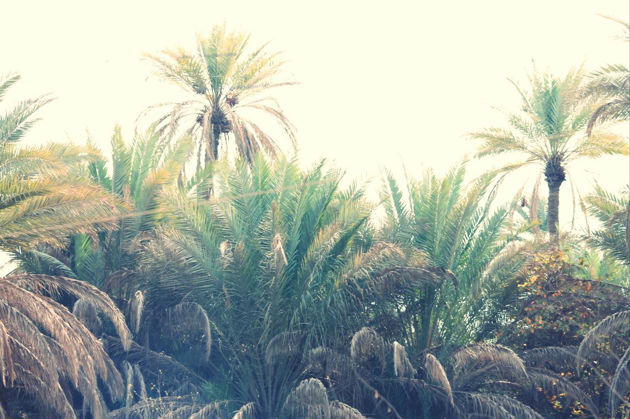 palm tree, tree, clear sky, growth, low angle view, nature, tranquility, beauty in nature, tranquil scene, green color, plant, scenics, day, sky, growing, copy space, outdoors, no people, leaf, coconut palm tree