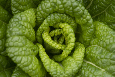 Green vegetable