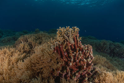 Coral reef and water plants at the tubbataha reefs, philippines