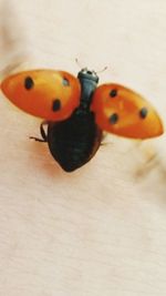 Close-up of stuffed toy on wall