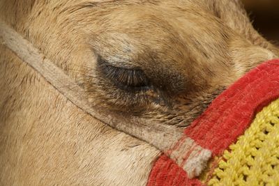 Close-up of dog sleeping