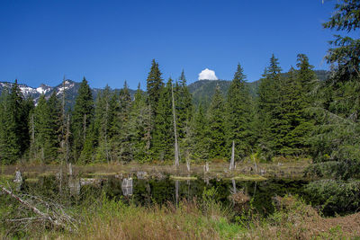 Scenic view of lake in forest against clear sky