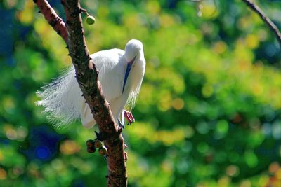 Close-up of bird