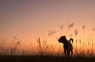 Silhouette horse on field against sky during sunset