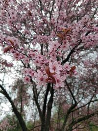 Low angle view of pink flowers on tree