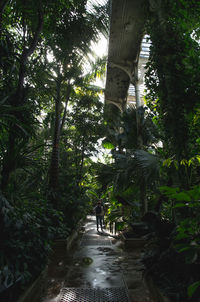 Walkway amidst trees