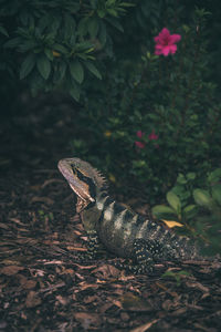 High angle view of lizard on field