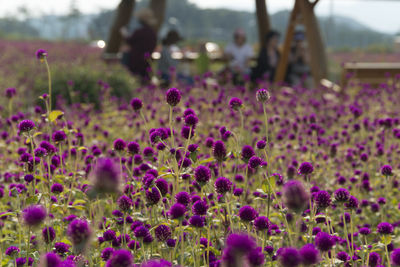 Close-up of purple crocus flowers growing in field