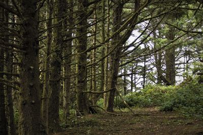 Pine trees in forest
