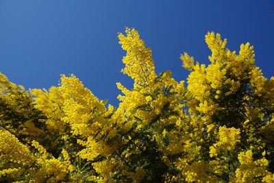 Low angle view of trees against clear sky