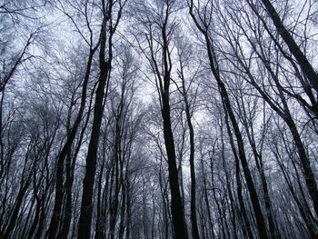 Low angle view of bare trees in forest