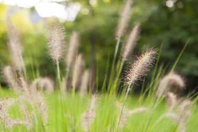 Close-up of flower growing on field