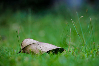 Close-up of leaf on grass