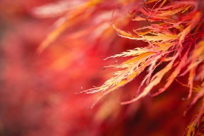 Close-up of red leaf during autumn