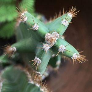 Close-up of insect on plant