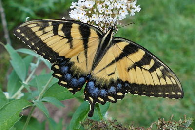 Close-up of butterfly pollinating on flower