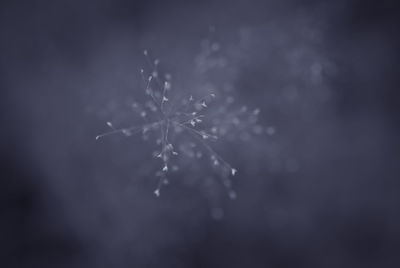 Close-up of water drops on dandelion