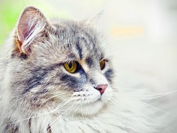 Close-up portrait of cat