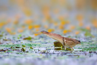 Side view of heron in lake