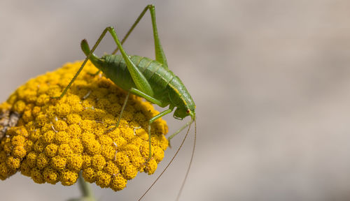 Close-up of insect on yellow leaf