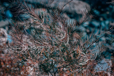 Close-up of pine tree