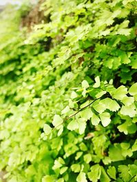 Close-up of plants